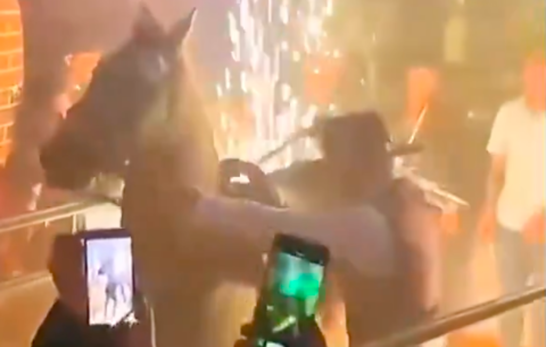 IDPYBA anuncia acciones de inspección y vigilancia  tras denuncia de presunto maltrato de un caballo en bar del centro de Bogotá